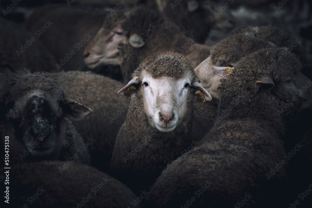 Fototapeta premium Merino Sheep portrait. Close up sheep photo. 