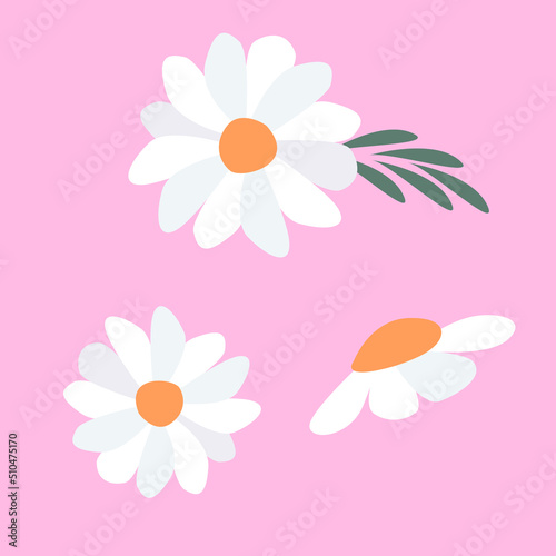 White flowers isolated on a pink background. Vector set of chamomile. 