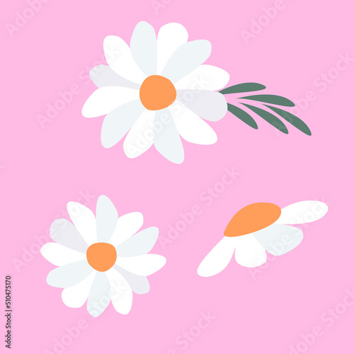 White flowers isolated on a pink background. Vector set of chamomile.
