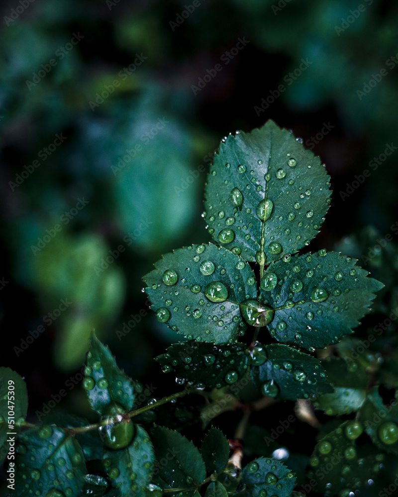 close-up water drop on green leaves after raining. close-up water drop on green leaves after raining.