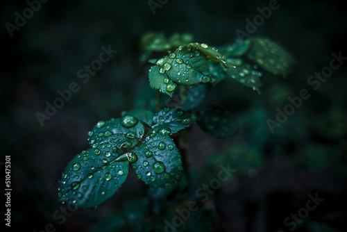 close-up water drop on green leaves after raining.