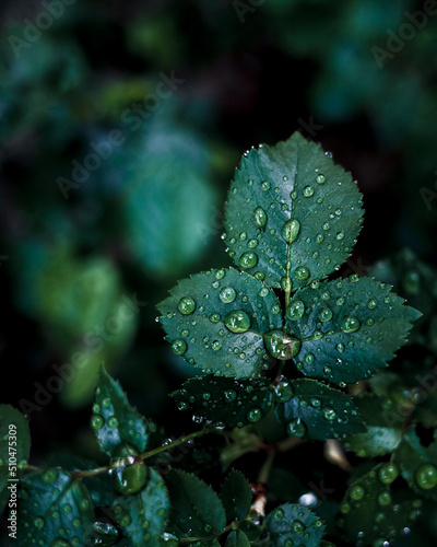 close-up water drop on green leaves after raining.