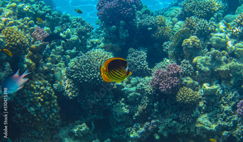 Follow me. Red Sea raccoon butterflyfish on a beautiful colorful living coral reef.