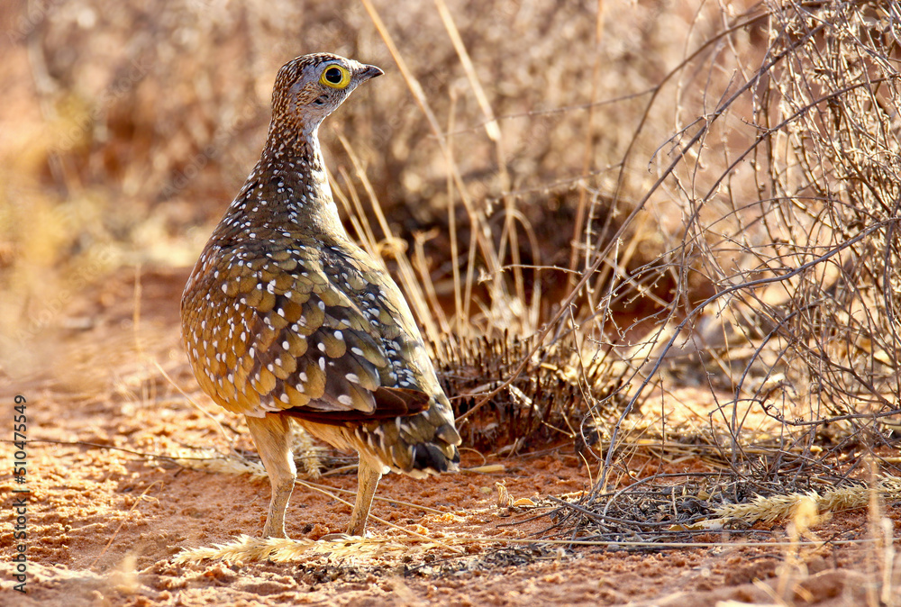 Male Burchell's Sandgrouse, Kgalagadi