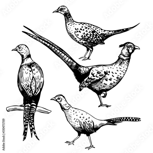 Birds of South America. Sketch  illustration.