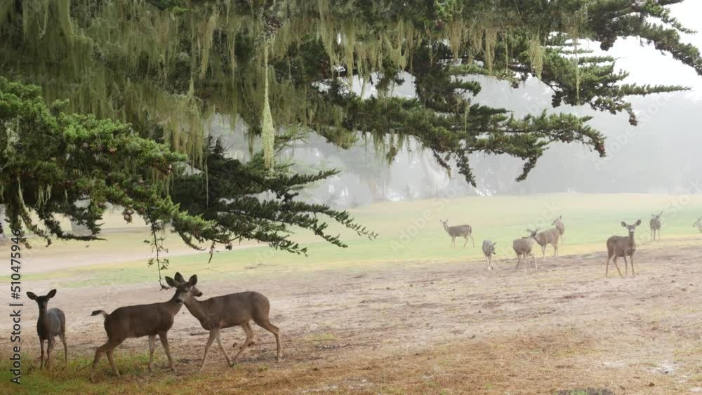 Wild young deer family grazing, green lawn grass, group or herd of juvenile animals. Many adorable fawns, cute calfs under cypress tree in freedom, valley or meadow in forest. Lace lichen. California.