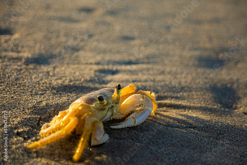 Crab