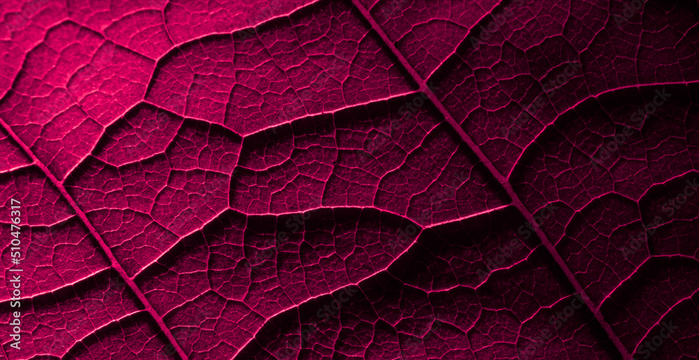 Fototapeta premium leaf structure, macro photo on tapete
