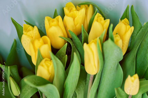 Selective focus of beautiful yellow tulips on a blue background.Spring composition. Delicate yellow tulips top view. High quality photo