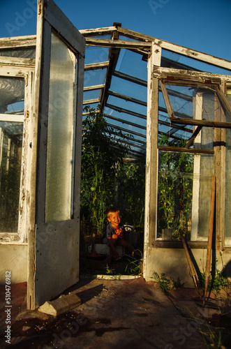 Fototapeta Naklejka Na Ścianę i Meble -  Portrait of little boy holding ripe tomatoes in the greenhouse
