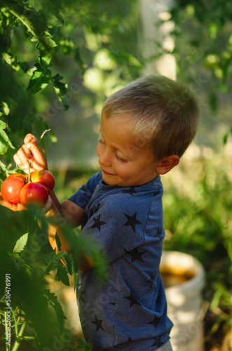 A little boy picks tomatoes in a greenhouse. Kid gardening and harvesting. Consept of healthy organic vegetables for kids.