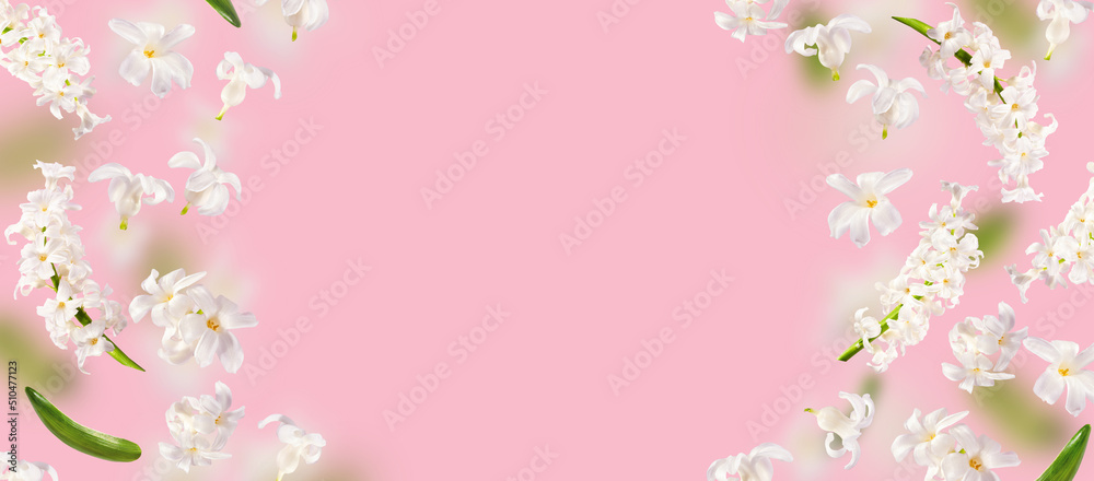 A beautiful picture with white hyacinth flowers flying in the air on the pink background. Levitation concept. Floating petals. Greeting card with wedding, women's day, mother's day. Banner