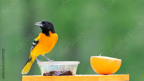 Male Northern (Baltimore) Oriole (Icterus galbula) standing on a feeder station in front of a green background.