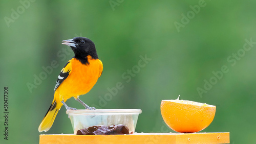 Foto Male Northern (Baltimore) Oriole (Icterus galbula) standing on a feeder station in front of a green background