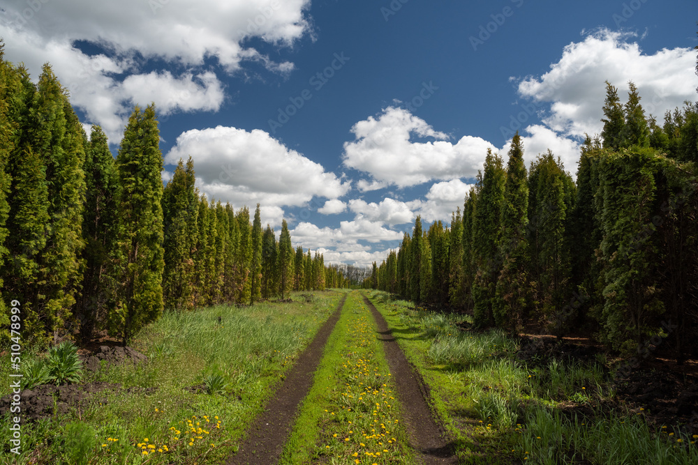 Tuyas rows at forest nursery with country road, clouds and blue sky