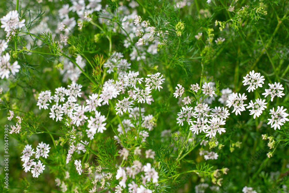 small white inflorescences of coriander herb flowers. Natural vegetable flower background