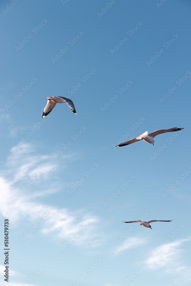 Seagulls flying very low above the beach