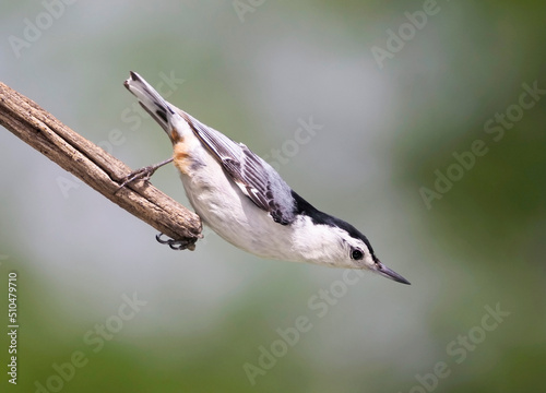 White breasted Nuthatch ( Sitta carolinensis) standing on a tree branch in front of a muted background.