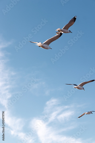 Seagulls flying very low above the beach