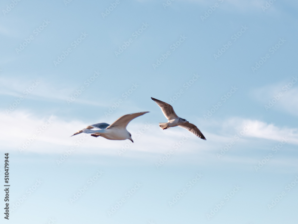 Obraz premium Seagulls flying very low above the beach