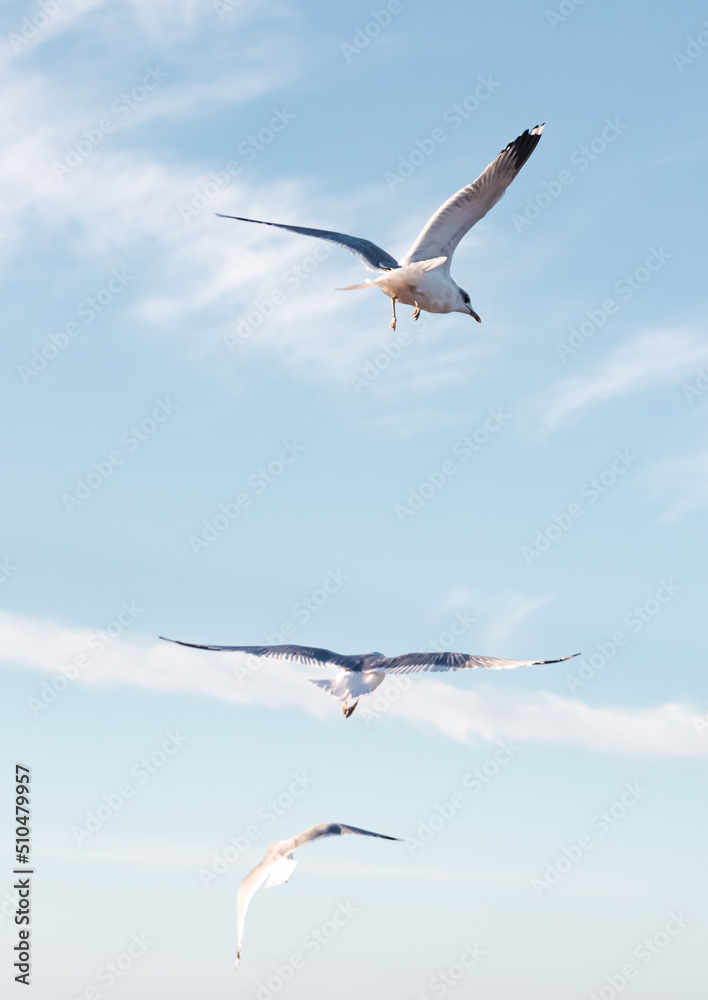 Seagulls flying very low above the beach