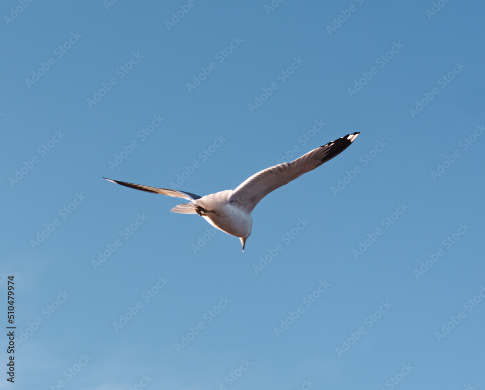 Fototapeta premium Seagulls flying very low above the beach