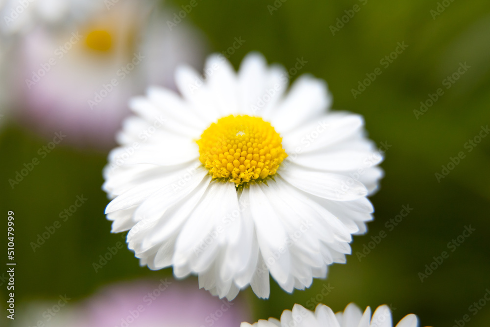 Macro photo white daisy. Stock photo white daisy flower Macro photo white daisy. Stock photo white daisy flower