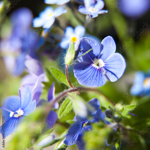 spring background forget-me-not flowers. shallow depth of field, selective focus. background blue blurred