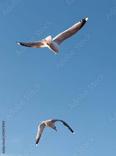 Seagulls flying very low above the beach