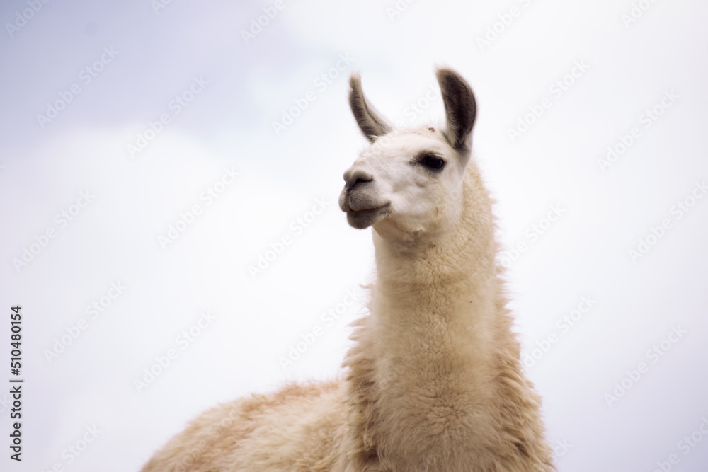 A white llama looking towards the horizon