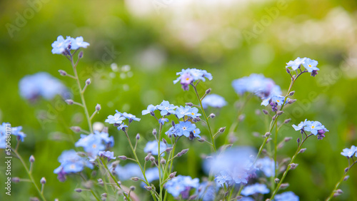 spring background forget-me-not flowers. shallow depth of field, selective focus. background blue blurred