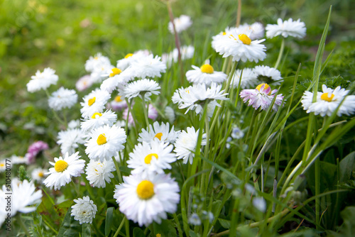 Beautiful meadow in springtime full of flowering daisies with white yellow blossom and green grass - oxeye daisy, leucanthemum vulgare, dox-eye, common daisy, dog daisy,
