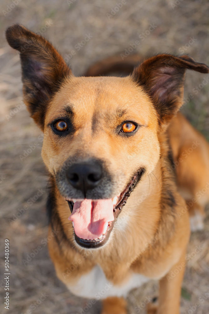 Portrait of an adorable mixed race dog