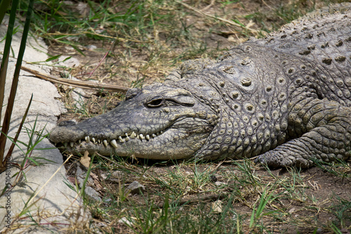A Nile crocodile rests on the ground