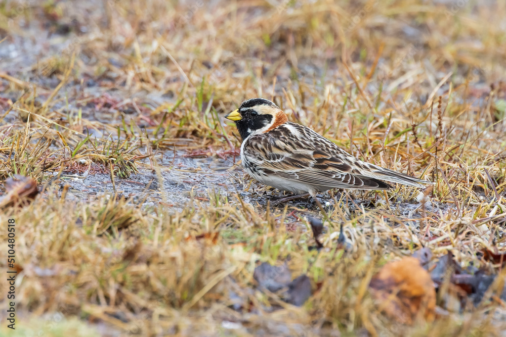 Lapland Longspur Migrating Through Fairbanks Alaska Lapland Longspur Migrating Through Fairbanks Alaska