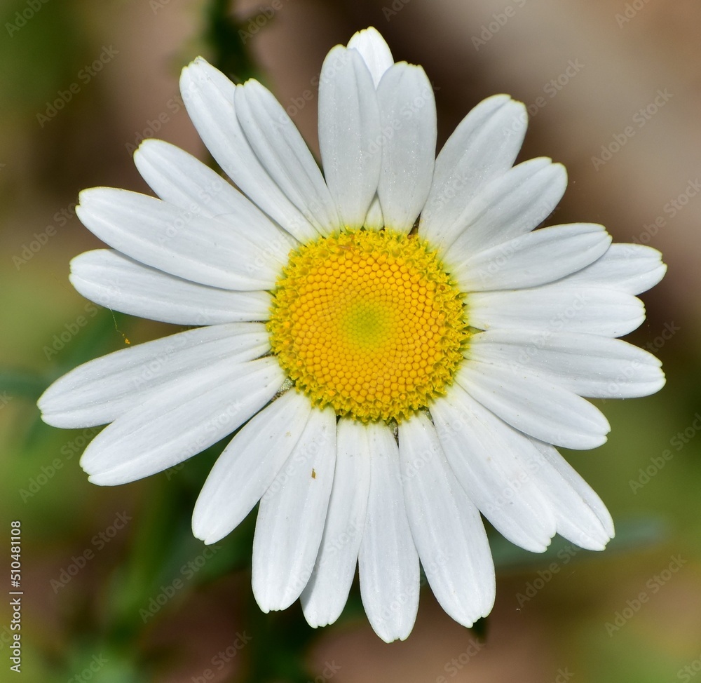 Daisy closeup Daisy closeup