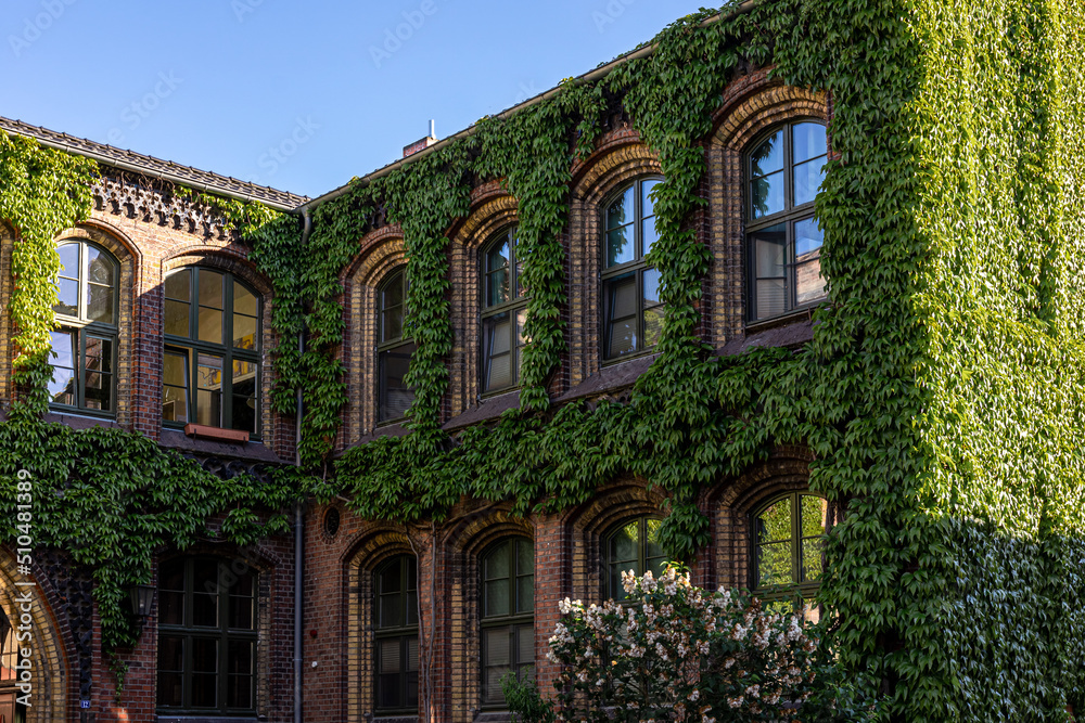 Fototapeta premium An ancient old building overgrown with ivy.