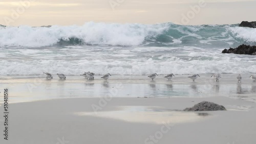 Ocean waves and many sandpiper birds, rocky beach, small sand piper plover shorebirds flock, Monterey wildlife, California coast, USA. Sea water tide, littoral sand. Tiny fast young baby avian running