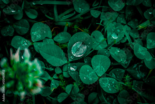 A drop of water on a leaf - Kropla wody na li  ciu