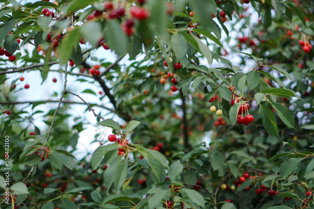 Cherry in the garden. Ripe, red fruits on the tree