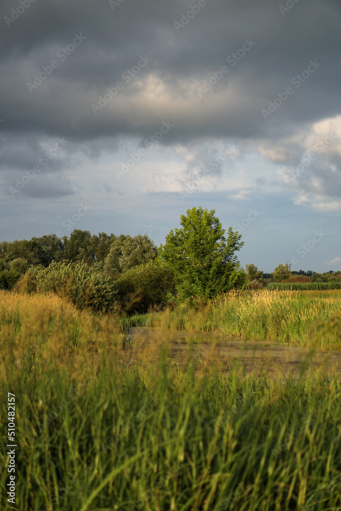 Beautiful summer landscape against a gray sky. Countryside in greenery near the river