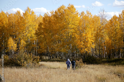 Couple walking towards Aspen Trees Fall Colors