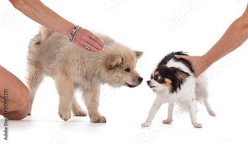 Fototapeta Naklejka Na Ścianę i Meble -  Eurasier puppy meeting a long-haired Chihuahua
