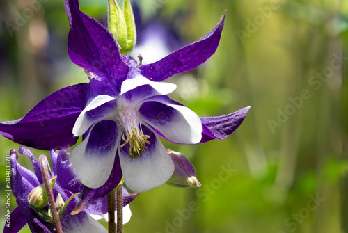 Canvas Print Close up of and purple and white aquilegia flower in bloom