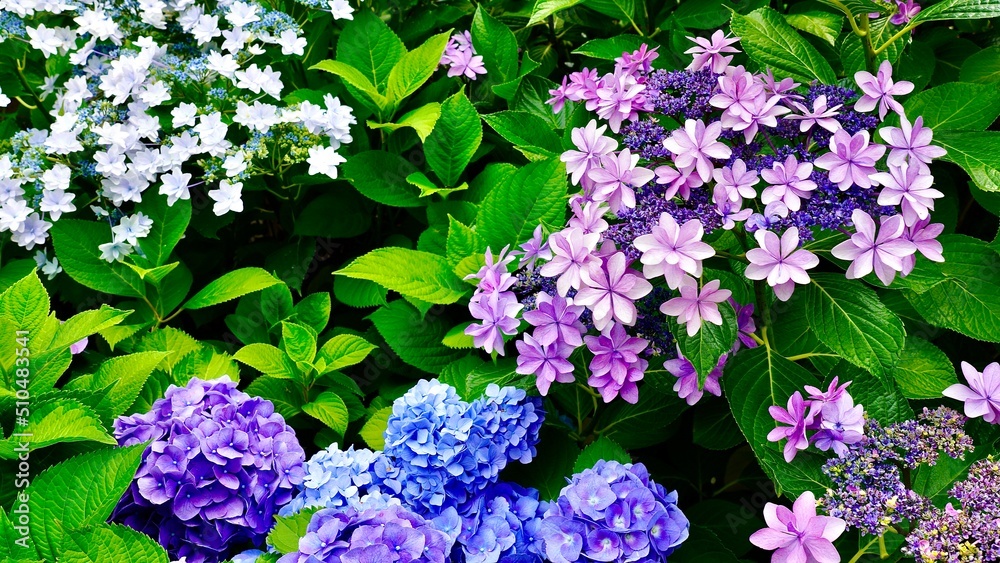 鮮やかに開花した紫色とピンク色と青色と白色のあじさい 鮮やかに開花した紫色とピンク色と青色と白色のあじさい