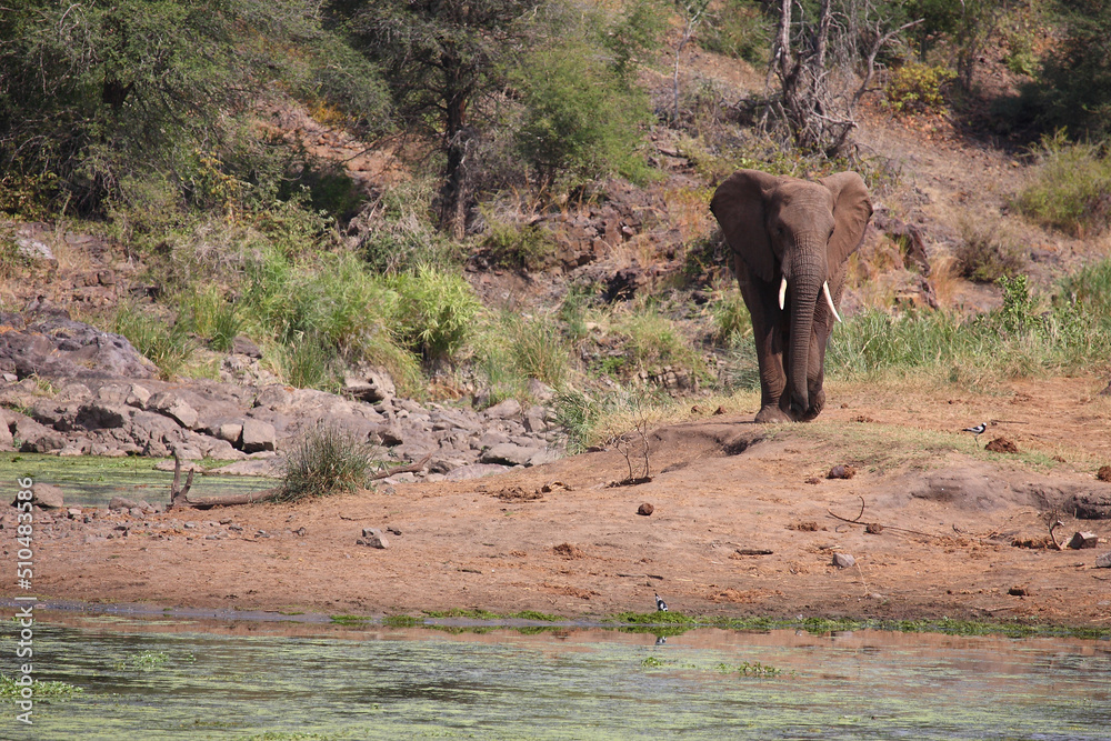 Afrikanischer Elefant am Sweni River / African elephant at Sweni River / Loxodonta africana Afrikanischer Elefant am Sweni River / African elephant at Sweni River / Loxodonta africana