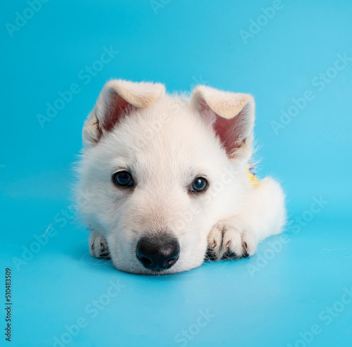 funny puppy dog with travel costume studio portrait on isolated background © Natallia Vintsik