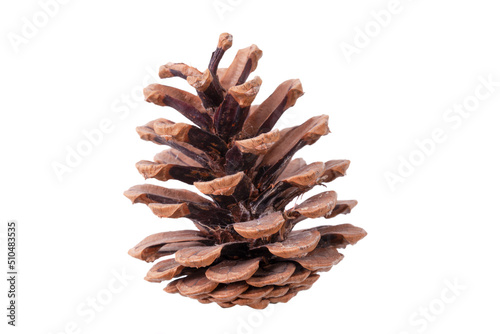 Pine cone isolated on white background photo