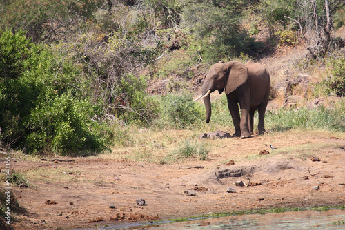 Afrikanischer Elefant am Sweni River / African elephant at Sweni River / Loxodonta africana © Ludwig