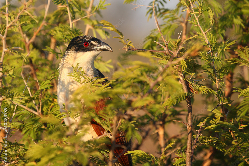 Naklejka premium Tiputip / Burchell's coucal / Centropus superciliosus.
